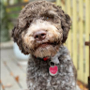 Meet your Posher, Bode